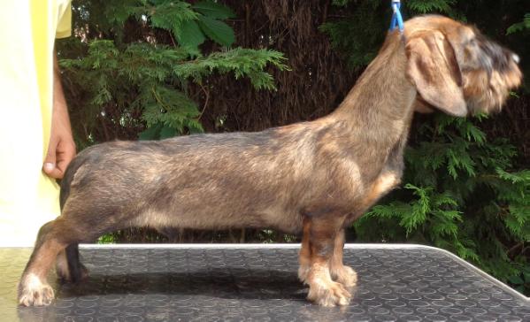 Hozioso Horatio | Dachshund 
