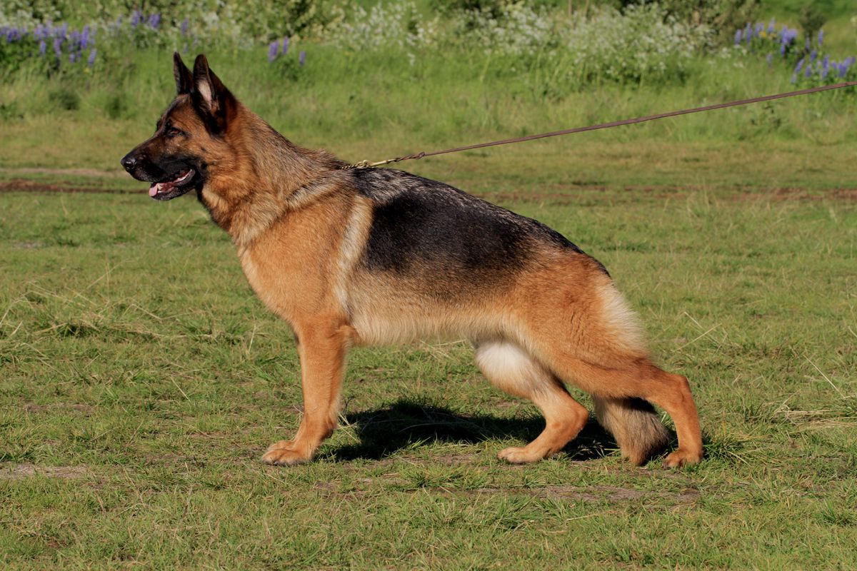 Gjósku Una Buna | German Shepherd Dog 