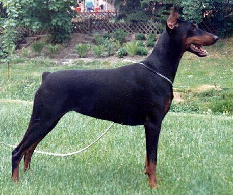 Anka v.d. Kunnemaborgh | Black Doberman Pinscher