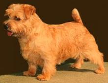 Allright Magic Goblin | Norfolk Terrier 