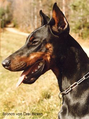 Bronco v.d. Drei Birken | Black Doberman Pinscher