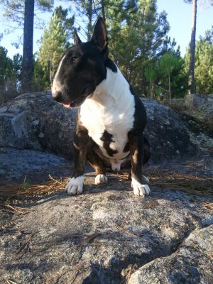 jhoni walker moligonbulls | Bull Terrier 