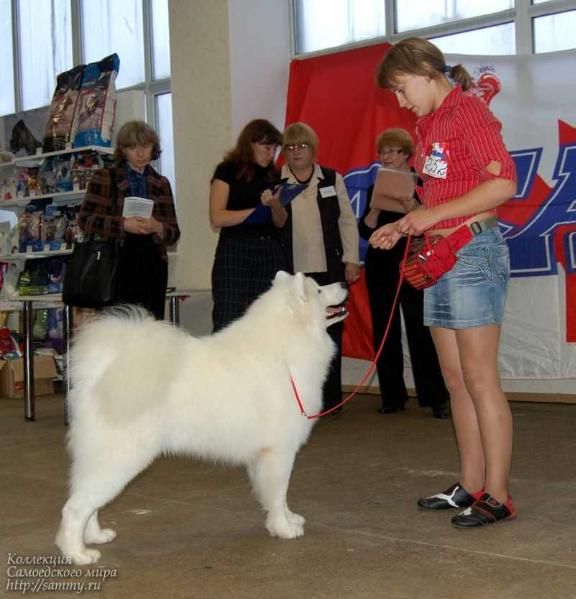 Bayrak Azskas Fevral | Samoyed 