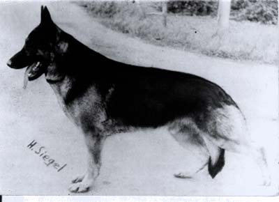 Marko von Colonia Agrippina | German Shepherd Dog 