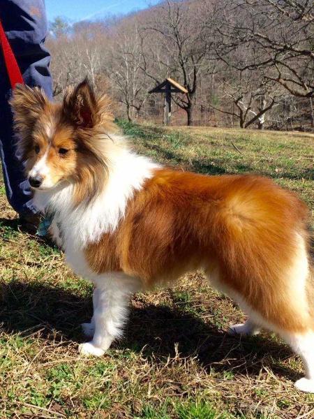 Romestar Ciel Phantomhive | Shetland Sheepdog 