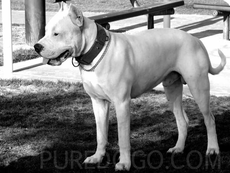 Domination Pure Mambo | Argentine Dogo 