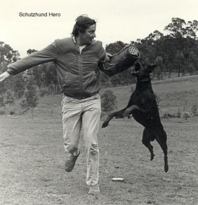 Schutzhund Hero | Black Doberman Pinscher