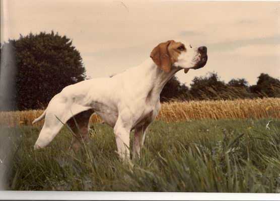 ASTRA DU VIVIER DU FIEUX | Pointer 