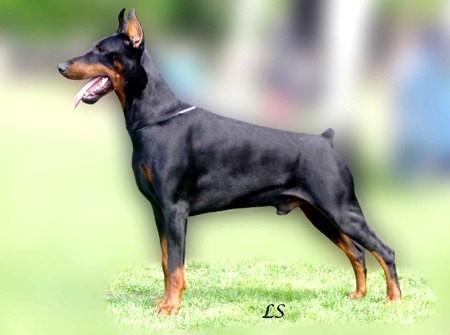 Tahi-Reme Tornado | Black Doberman Pinscher