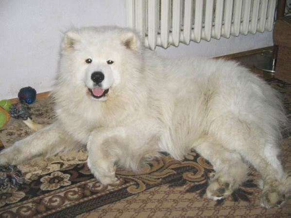 LORENS WINKY Yukibana | Samoyed 