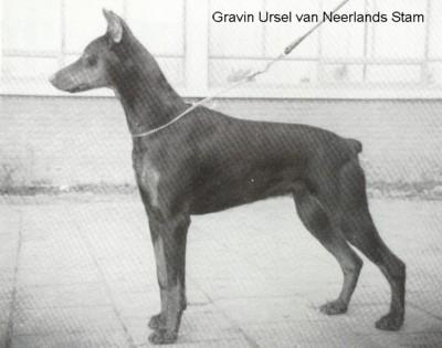 Gravin Ursel v. Neerlands Stam (NHSB 235084) | Black Doberman Pinscher