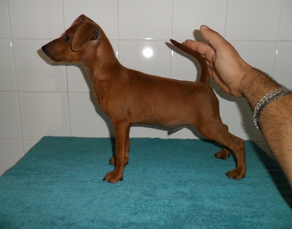 Atos dell' Arenuse | Miniature Pinscher 