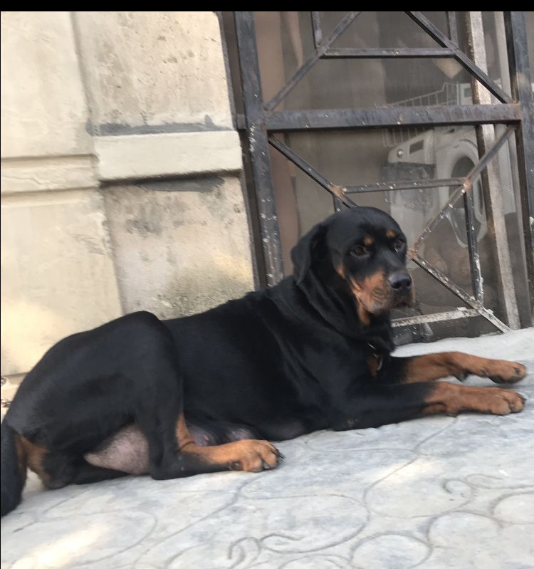 Babe of Clody Paws | Rottweiler 