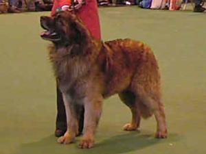 Sund Stamm's Design of Golden Art | Leonberger 