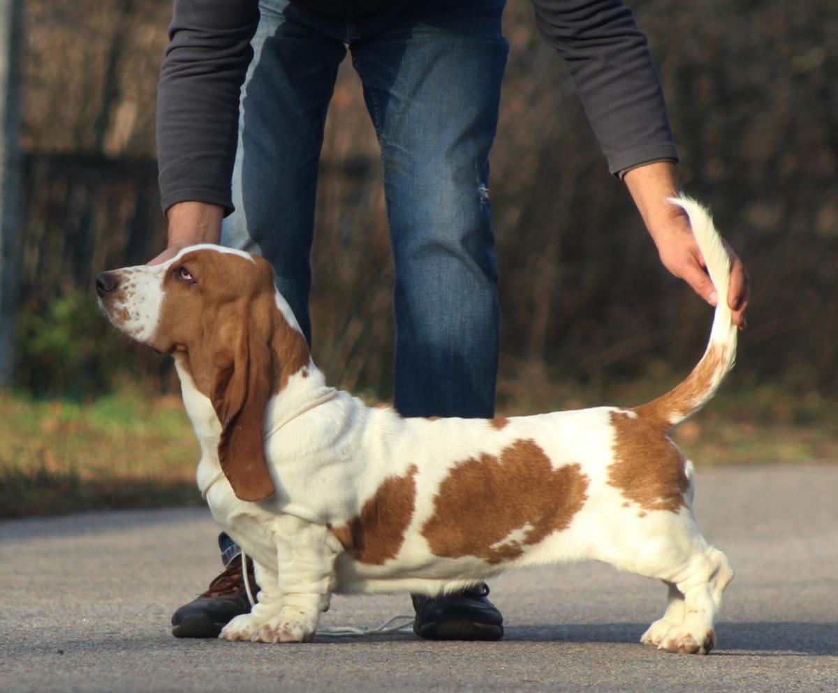 Beautiful Every Time Panbass | Basset Hound 