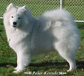 K-Ader of Algok House | Samoyed 