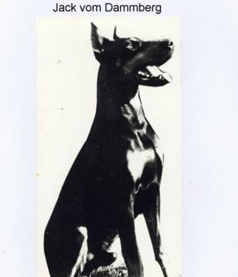 Jack v. Dammberg | Black Doberman Pinscher