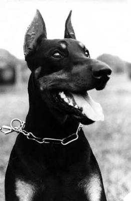 Emir Bobrava | Black Doberman Pinscher