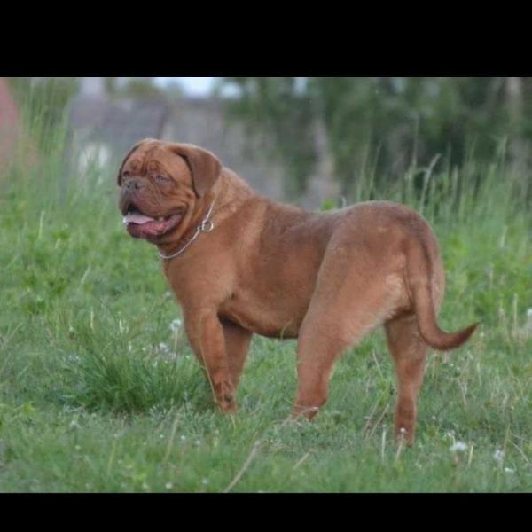 Hollywood Star | Dogue de Bordeaux 