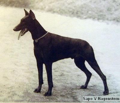 Sapo v. Hagenstern | Black Doberman Pinscher