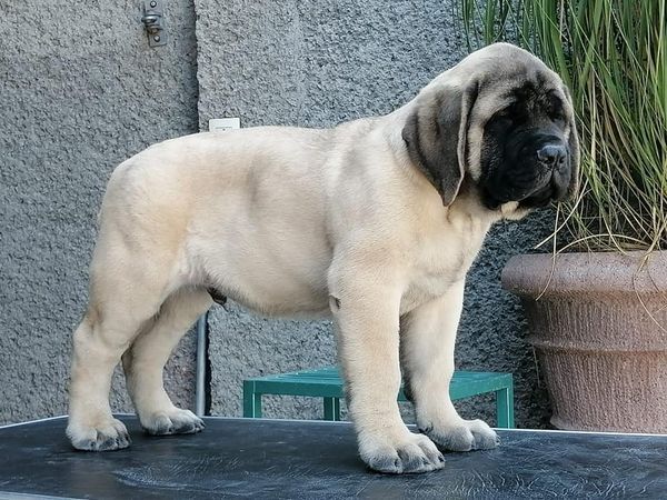 MATHAME HOUDINI (SANTIAGO/FLORES) | Mastiff 