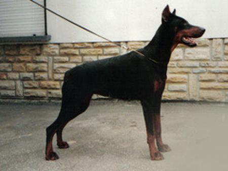 Tahi-Réme Judy | Black Doberman Pinscher