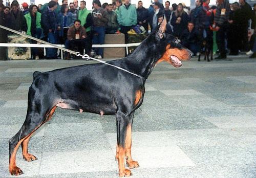 Ginga Sawages | Black Doberman Pinscher