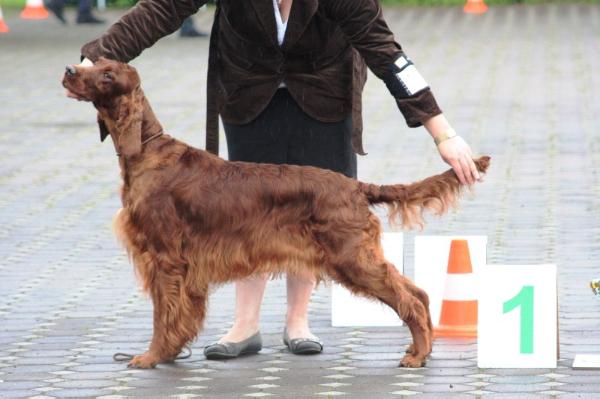 GIPSY FLOWER z Arislandu | Irish Setter 