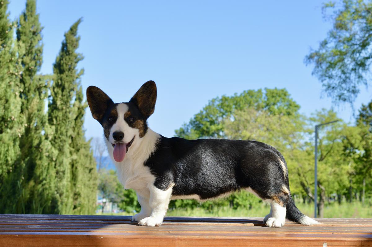 SEVASTOPOLSKIY VALS CHIKA | Cardigan Welsh Corgi 