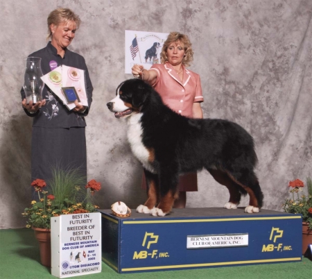 Adesa's  Pushing The Limit | Bernese Mountain Dog 