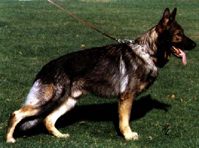 Alex von den Ringwällen | German Shepherd Dog 