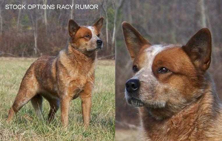 STOCK OPTIONS RACY RUMOR | Australian Cattle Dog 