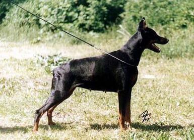 Trufa (LOE 542434) | Black Doberman Pinscher