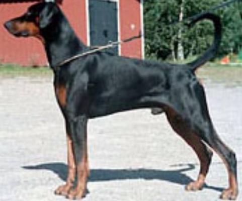 Mezzrow's Elliot | Black Doberman Pinscher
