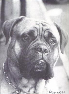 Anton vom Antoniushof | Bullmastiff 