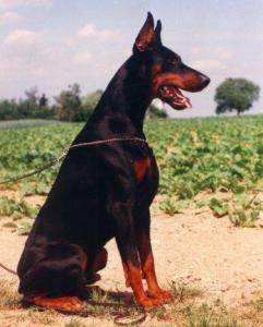 Saron Nymphenburg de Grifeu | Black Doberman Pinscher