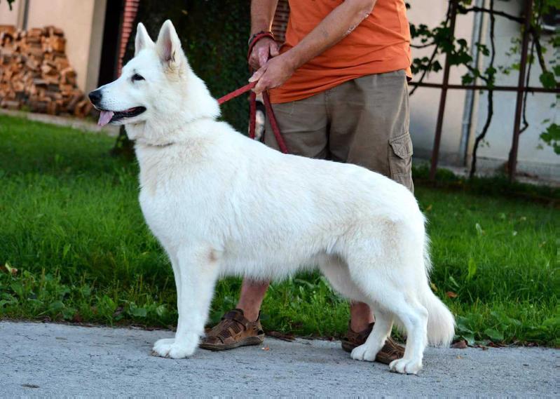 Azra Zora vom Sutumer Grund | White Swiss Shepherd Dog 