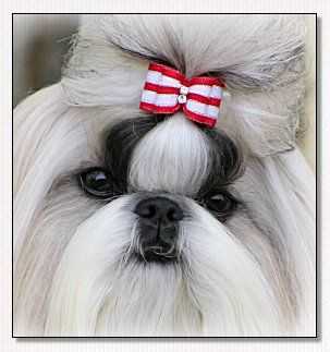 Jingdi Lil' Motown Executive | Shih Tzu 