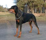 Dobfancier's Qrazch | Black Doberman Pinscher