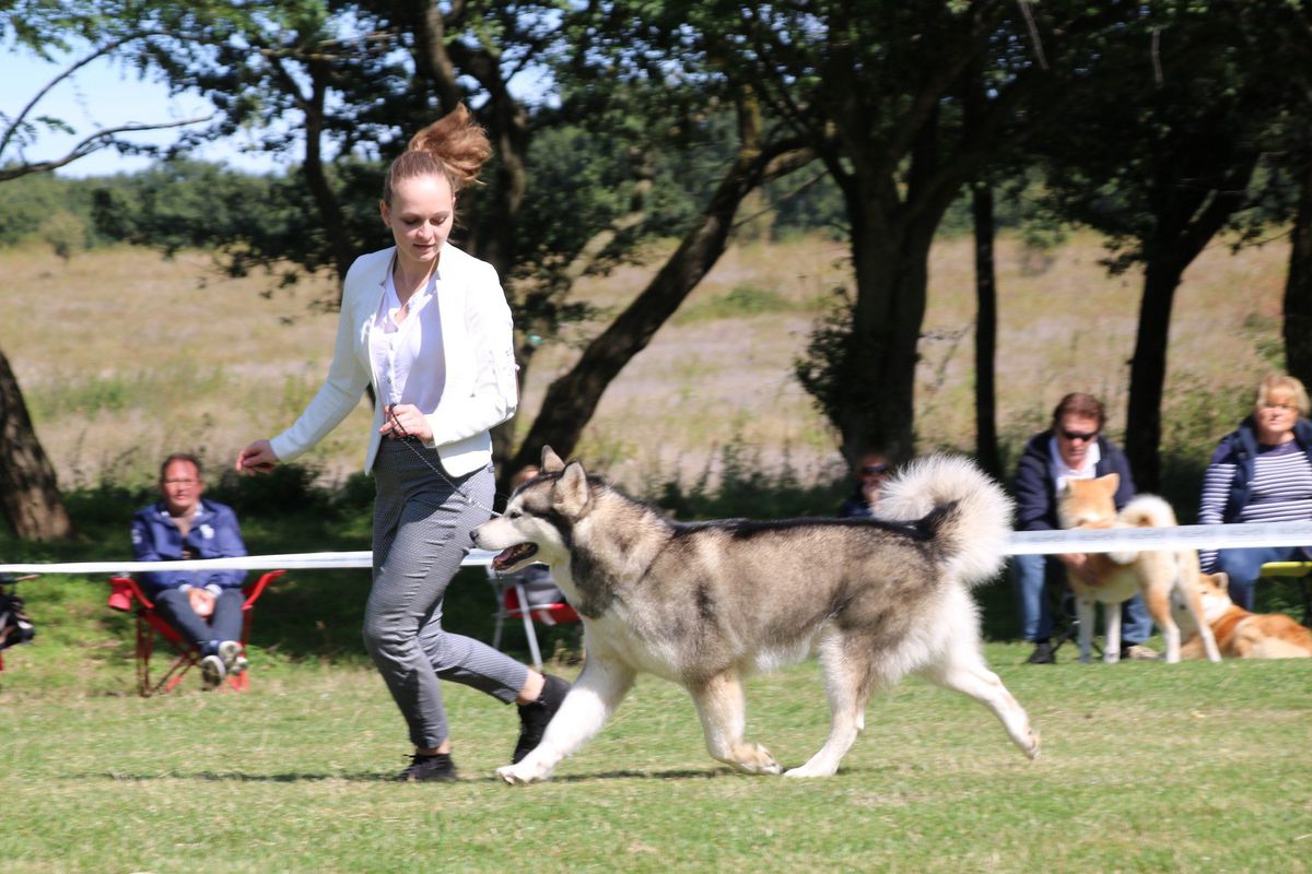 Angie Hot Heart of Alaska | Alaskan Malamute 