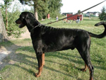 Dobfancier's Quazi | Black Doberman Pinscher