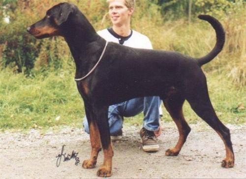 Dobfancier's Qvinz | Black Doberman Pinscher