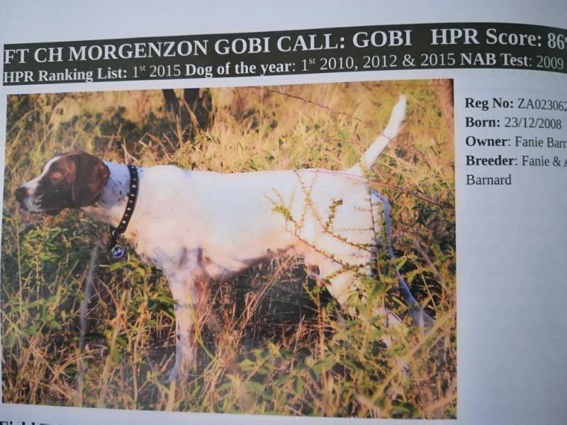 MORGENZON GOBI | German Shorthaired Pointer 