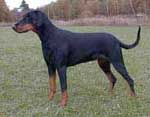 Dobfancier's Qanza | Black Doberman Pinscher