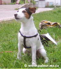 Athos Mandylion | Parson Russell Terrier 