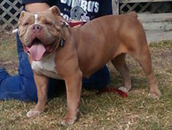 X-Line's Pixie | Olde English Bulldogge 