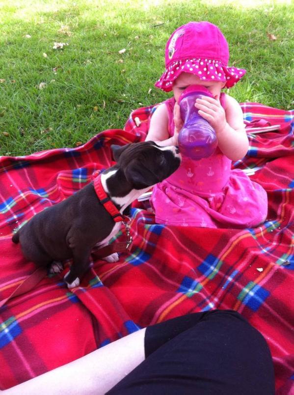 Coatovarms Lucky Charms | American Staffordshire Terrier 