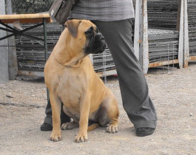 Etoile des jardins d'atlantis | Bullmastiff 