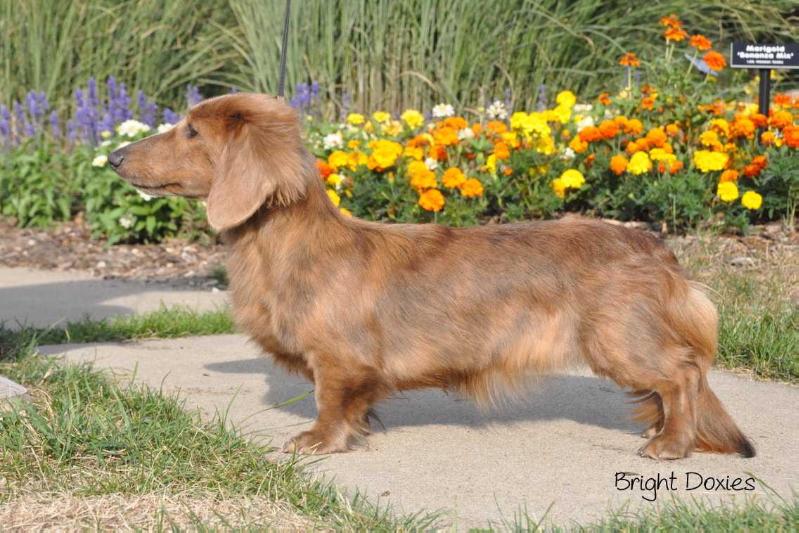 Stoneleigh Ice Prisam | Dachshund 