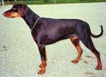 Dobfancier's Qeszy | Brown Doberman Pinscher